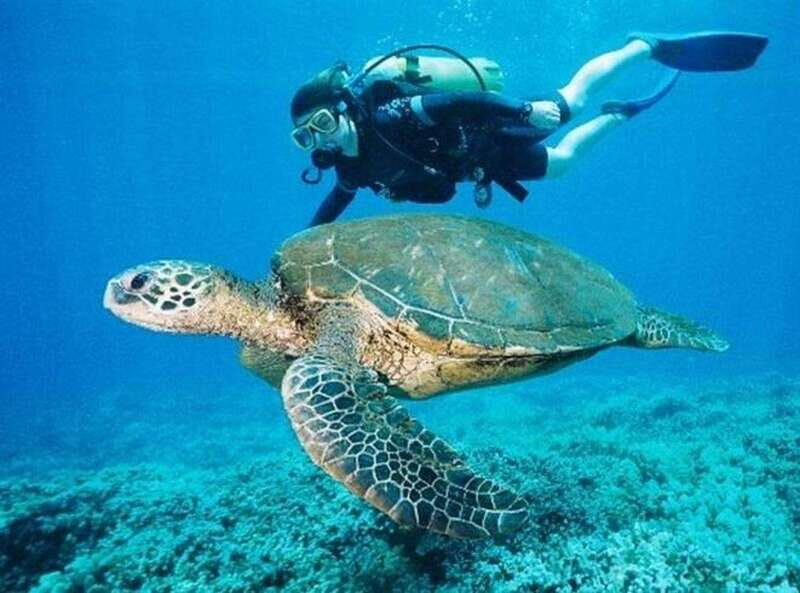 Playa del Carmen: Cenote Diving for Certified Divers - The Price and Value