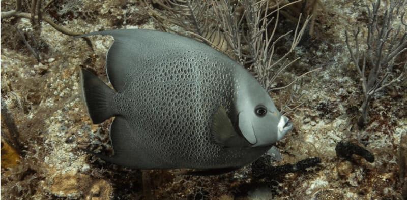 Playa del Carmen: Discover Scuba Diving - Frequently Asked Questions