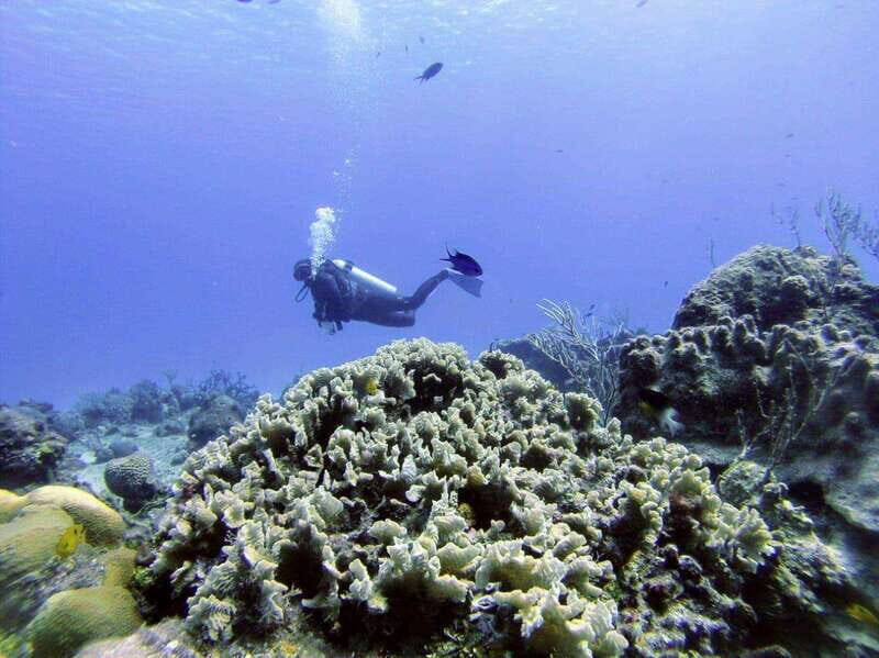 Playa del Carmen: Discover the Surreal World of Scuba Diving - An Honest Look at the Experience