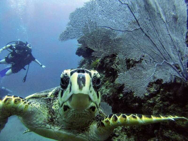 Playa del Carmen: Discover the Surreal World of Scuba Diving - Who Will Love This Tour?