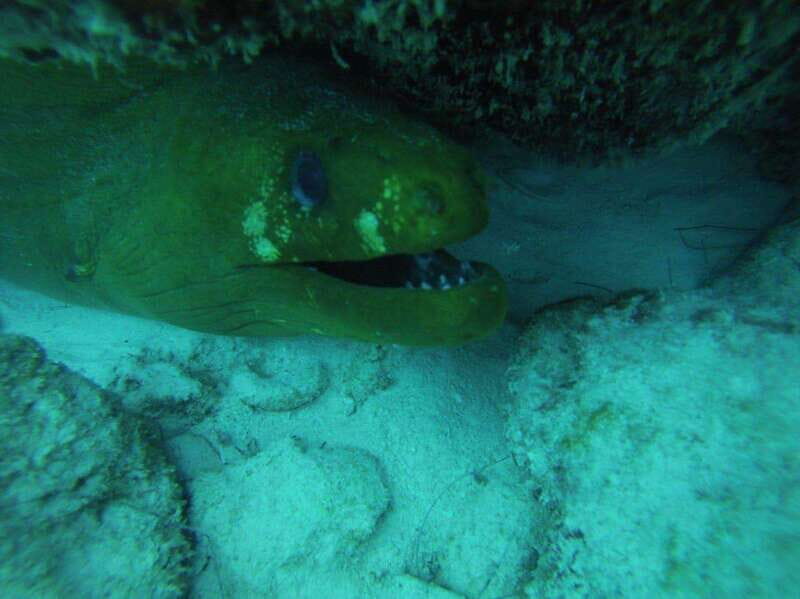 Playa del Carmen: Discover the Surreal World of Scuba Diving - FAQ