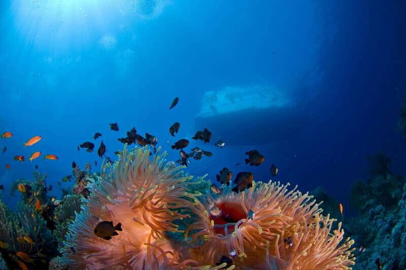 Playa del Carmen: Dive into our Local Reefs Today! - Playa del Carmen: Dive into our Local Reefs Today!