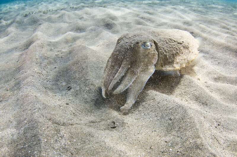 Playa del Carmen: Dive into our Local Reefs Today! - Why Travelers Love This Experience