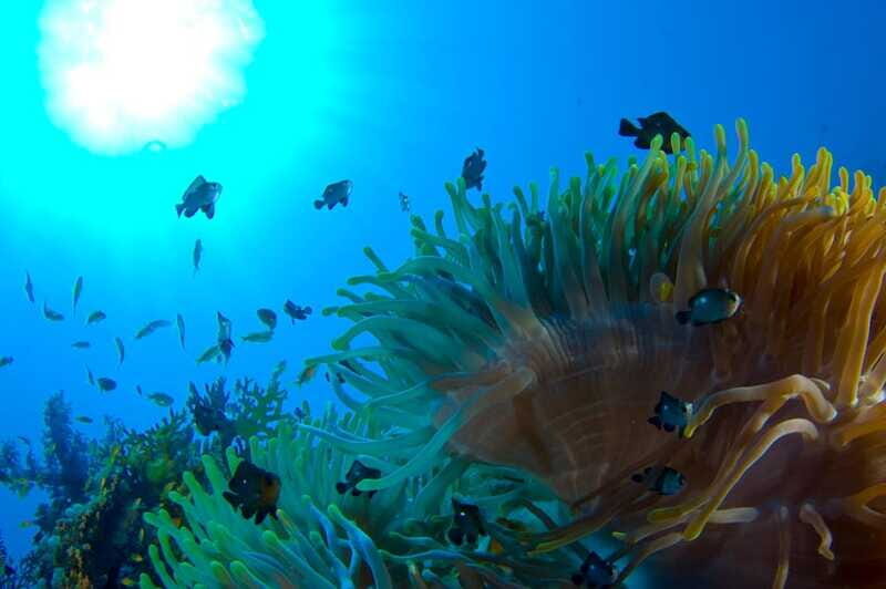Playa del Carmen: Dive into our Local Reefs Today! - Deep Dive into the Details: What Makes This Tour Stand Out
