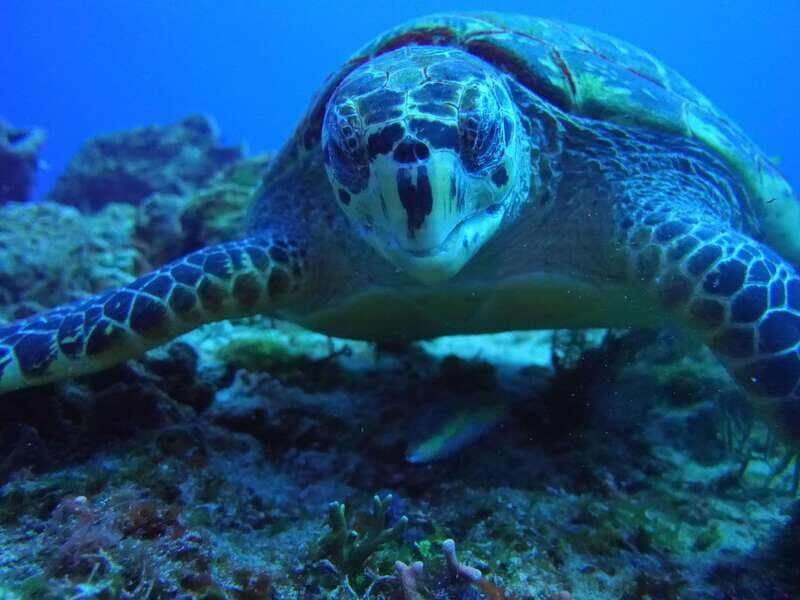 Playa del Carmen: Dual Realm Diving (Cenote + Reef Diving) - The Sum Up