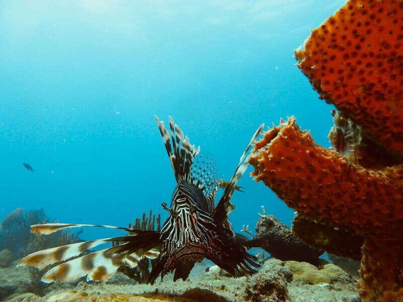 Playa del Carmen: Extreme Cozumel Diving by Speed Boat - Authentic Feedback from Participants