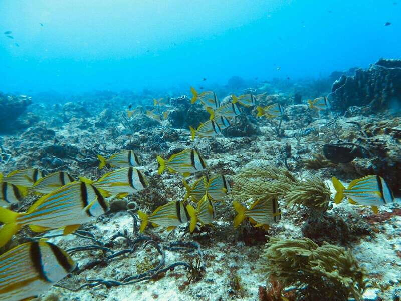 Playa del Carmen: Extreme Cozumel Diving by Speed Boat - The Sum Up: Who Will Love This Tour?