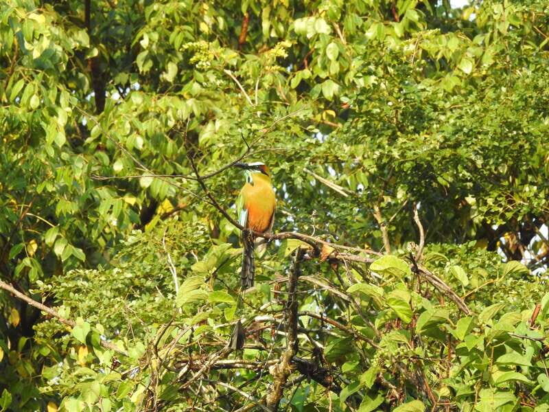 Playa del Carmen: Guided Birdwatching Hike - Exploring the Birdwatching Experience