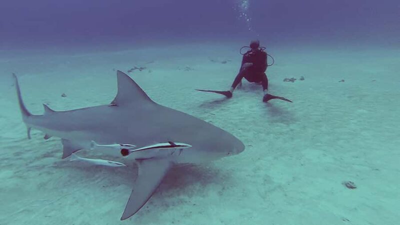 Playa del Carmen: Insane Bull Shark Dive Adventure nov-feb - Key Points