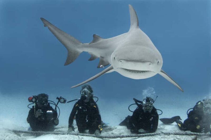 Playa del Carmen: Insane Bull Shark Dive Adventure nov-feb - Introduction: Why This Tour Is a Must-Consider
