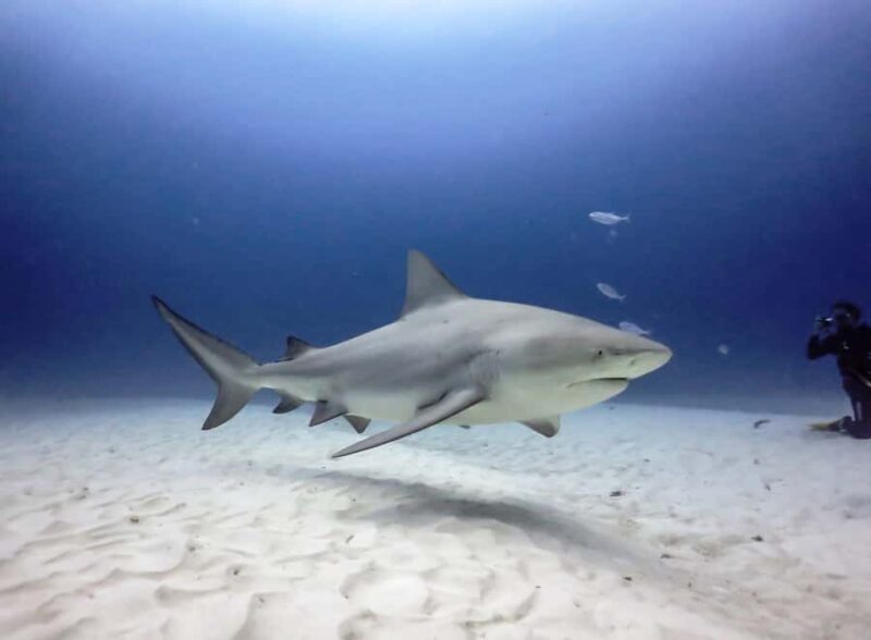 Playa del Carmen: Insane Bull Shark Dive Adventure nov-feb - What Makes This Experience Unique?