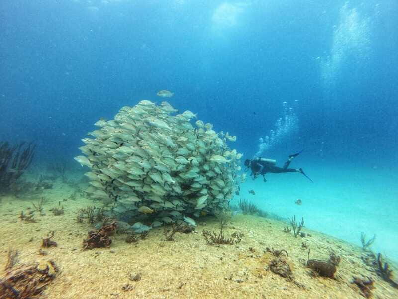 Playa del Carmen: MamaViña Wreck & Reef for Certified Divers - FAQ