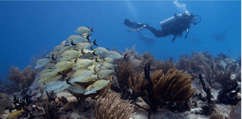 Playa del Carmen: Ocean Dive Tour - Key Points