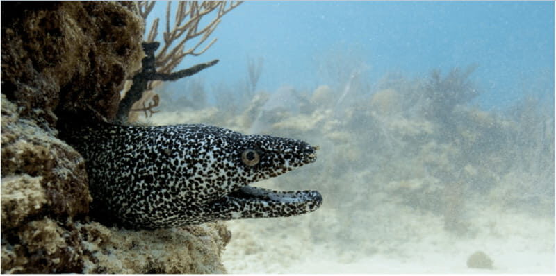 Playa del Carmen: Ocean Dive Tour - An In-Depth Look at the Playa del Carmen Ocean Dive Tour