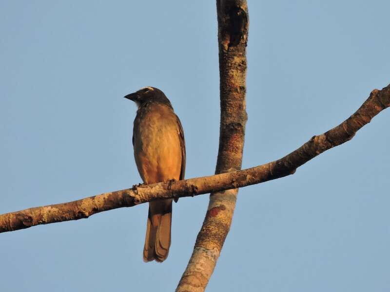 Playa del Carmen: Private Morning Birdwatching Tour - Key Points