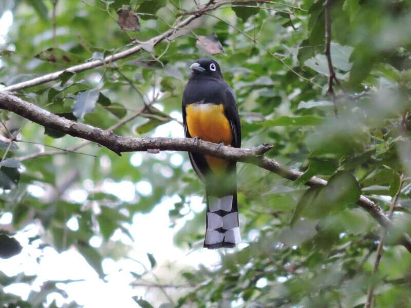 Playa del Carmen: Private Morning Birdwatching Tour - Who Is This Tour Best For?