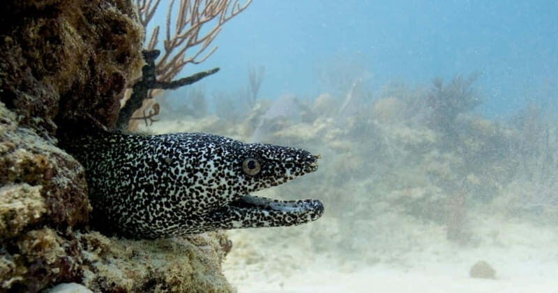 Playa del Carmen: Refresher Dive - Introduction