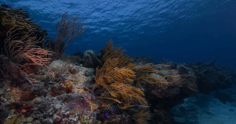 Playa del Carmen: Refresher Dive - Why You Should Consider This Tour