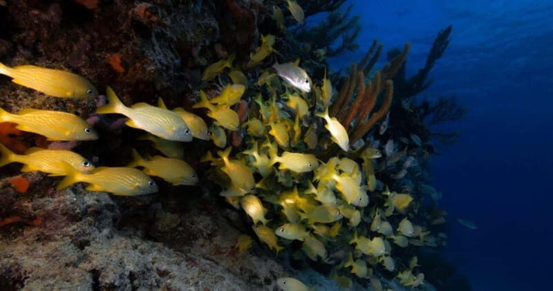 Playa del Carmen: Refresher Dive - Final Thoughts