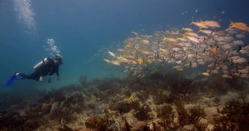 Playa del Carmen: Refresher Dive - Who Should Book This?