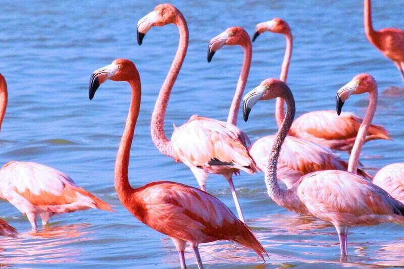 Playa del Carmen: Rio Lagartos and Las Coloradas Tour - Final Words