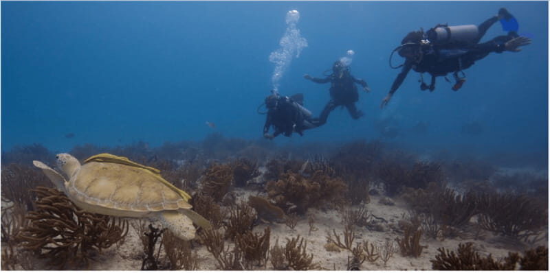 Playa del Carmen: Scuba Diver Certification Course - An In-Depth Look at the Playa del Carmen Scuba Diver Course