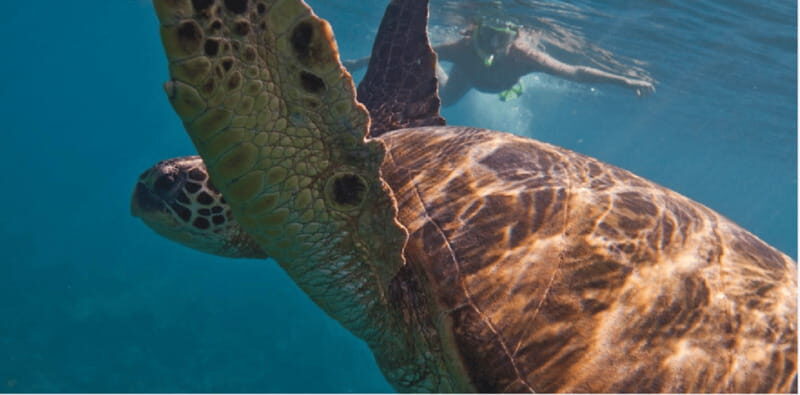 Playa del Carmen: Snorkel Tour at Local Reef - Key Points