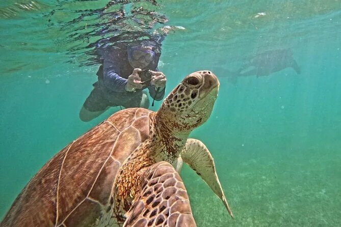 Playa del Carmen Tour Akumal Swimming With Turtles And Lagoon Yal Ku - An Introduction to the Experience