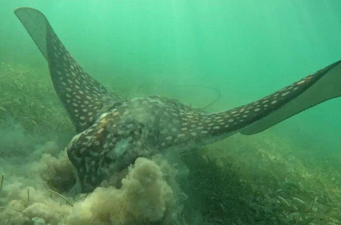 Playa del Carmen Tour Akumal Swimming With Turtles And Lagoon Yal Ku - Who Should Consider This Tour?