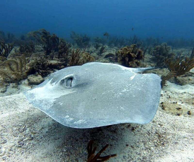 Playa del Carmen: Two Reefs Dives for Certified Divers - Key Points