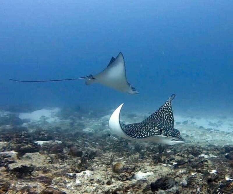Playa del Carmen: Two Reefs Dives for Certified Divers - What to Expect from the Playa del Carmen Reef Dives