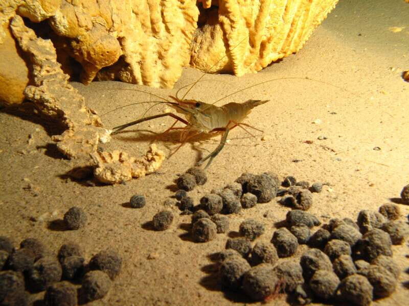 Playa del Carmen: Unforgettable Dive @ Cenote Chikin Ha - Final Thoughts