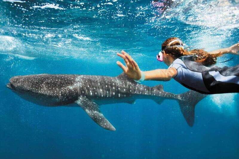 Playa del Carmen:Whale shark Experience in the Caribbean Sea - The Experience Provider and Reviews