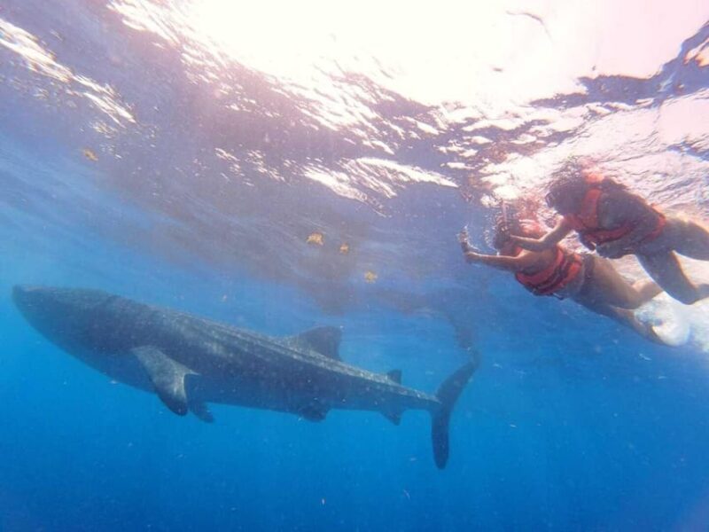 Playa del Carmen:Whale shark Experience in the Caribbean Sea - Who Is This Tour Best For?