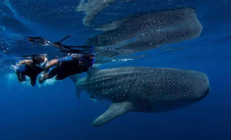 Playa del Carmen:Whale shark Experience in the Caribbean Sea - FAQ