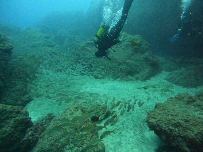 Playa Del Ingles: Discover Scuba Diving - Free Transfers - What to Expect in Terms of Experience