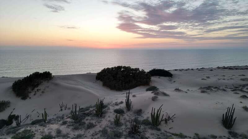 Playa el Cardonal: tour and sandboarding activity in the dunes of Sahuimaro - The Natural Environment and Flora