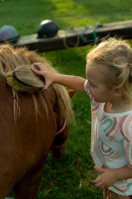 Playful Activities with Animals - Why Choose This Experience?