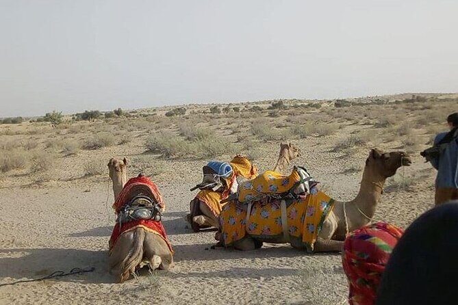 Pleasant Non-Touristic Overnight Camel Safari (From 2:00 PM to Approx. 10:30AM) - Things to Keep in Mind
