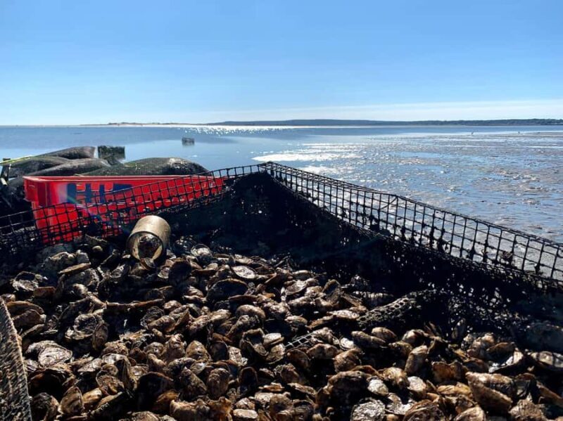 Plymouth: Oyster Farm Boat Tour with Tasting - Value and Pricing