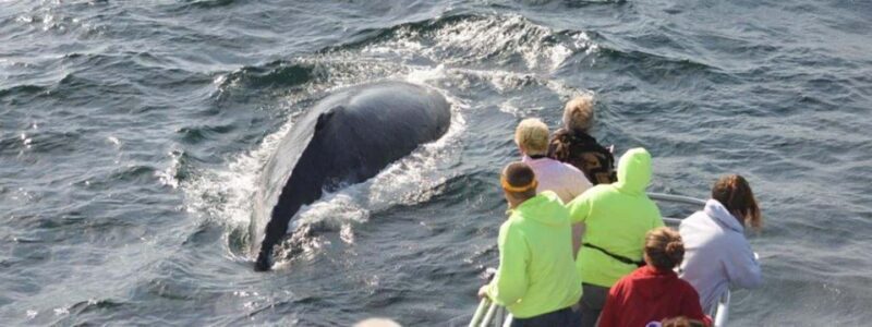 Plymouth: Whale Watching Cruise - An In-Depth Look at the Plymouth Whale Watching Experience