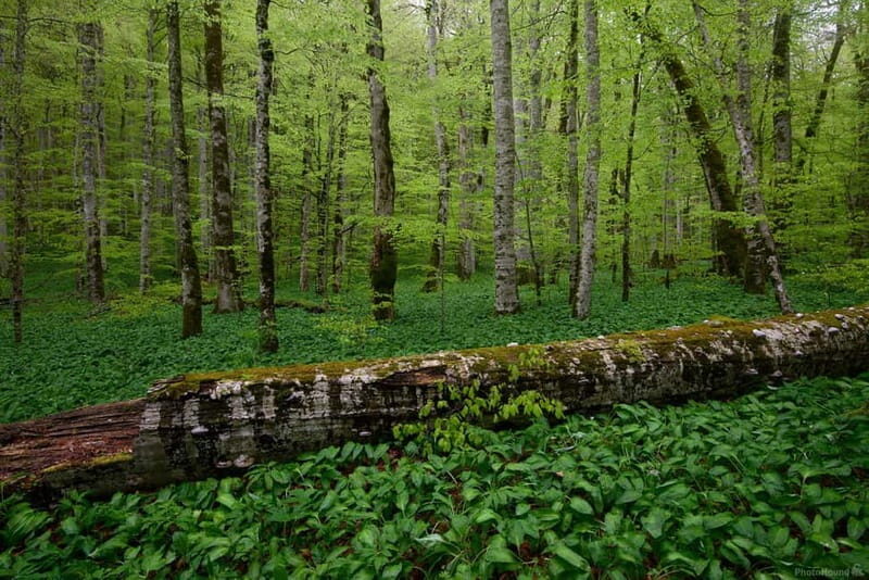 Podgorica: Biogradska Gora, Moraca and Kolasin Day Tour - The Experience: What You’ll Love