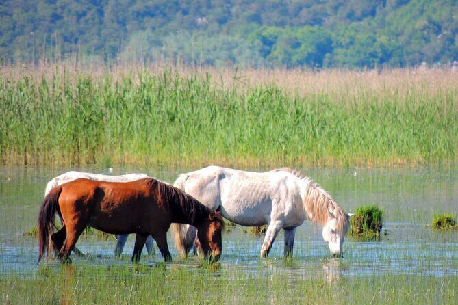 Podgorica Historic, Safari and Winery tour - Skadar lake and River Crnojevica - Final Thoughts