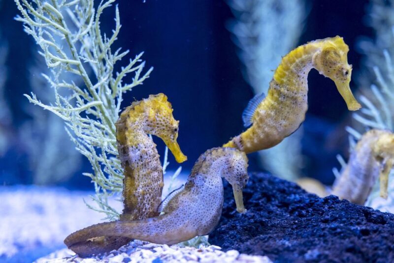 Poema del Mar Skip-the-Line Ticket - Final Thoughts: Who Should Visit Poema del Mar?