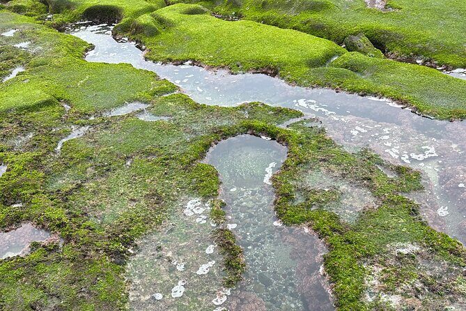 Point Loma Tide Pool Tour - Practical Details: What the Tour Means for You