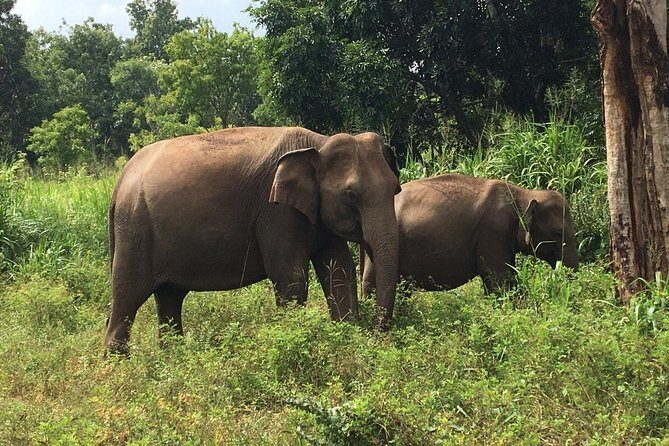 Polonnaruwa Day Tour with Lunch by Mahaweli - The Sum Up