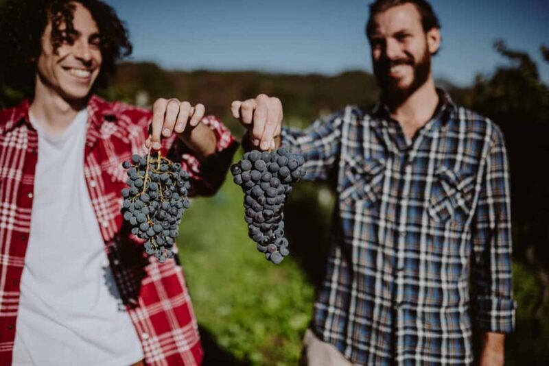 Polpenazze: Winery Tour with 4 Valtenesi Rosè Wines and Food - Who Should Consider This Tour?