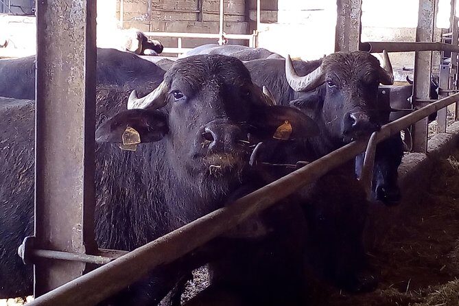 Pompeii and Herculaneum Skip-The-Line with Lunch and Wine Tasting from Rome - Who Will Love This Tour?