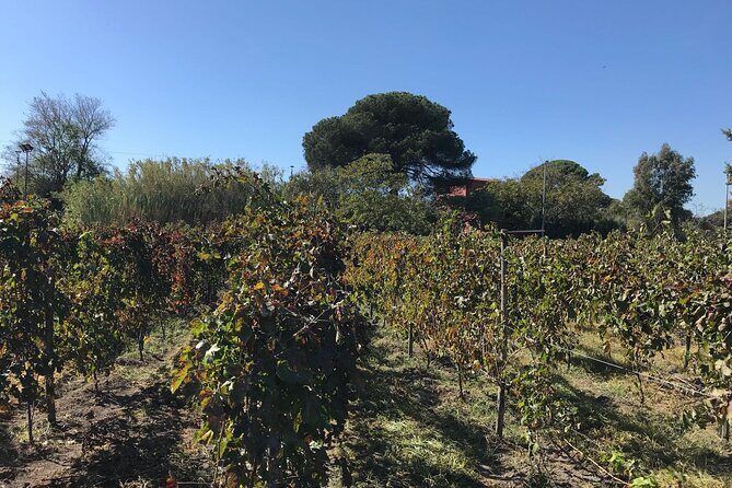 Pompeii, food and Wine - Transportation and Practical Details