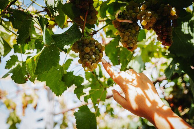 Pompeii Guided Tour & Lunch with Tasting at Two Vesuvian Wineries - Practicalities: What You Need to Know